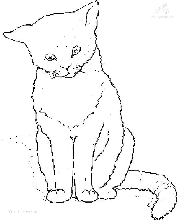 612x759 Realistic Cat Coloring Pages And Free Coloring Pages Of Realistic
