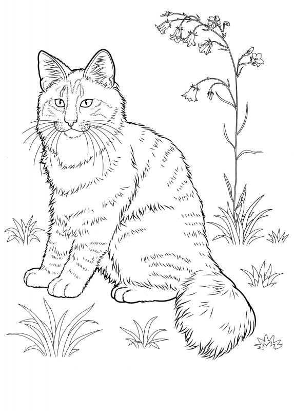 573x800 Cat Coloring Pages Printable Learning Printable