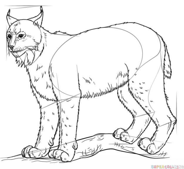 627x575 How To Draw A Lynx Step By Step Drawing Tutorials