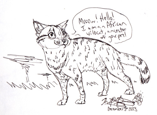 500x366 Domestic Cats Descend From African Wildcats Tumblr