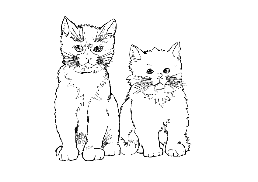 848x600 Colours Drawing Wallpaper Cute Beautiful Cat Amp Kitten Coloring