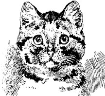 216x197 Funny Cat Face The New Image Of Fun Stuff For More Laughter