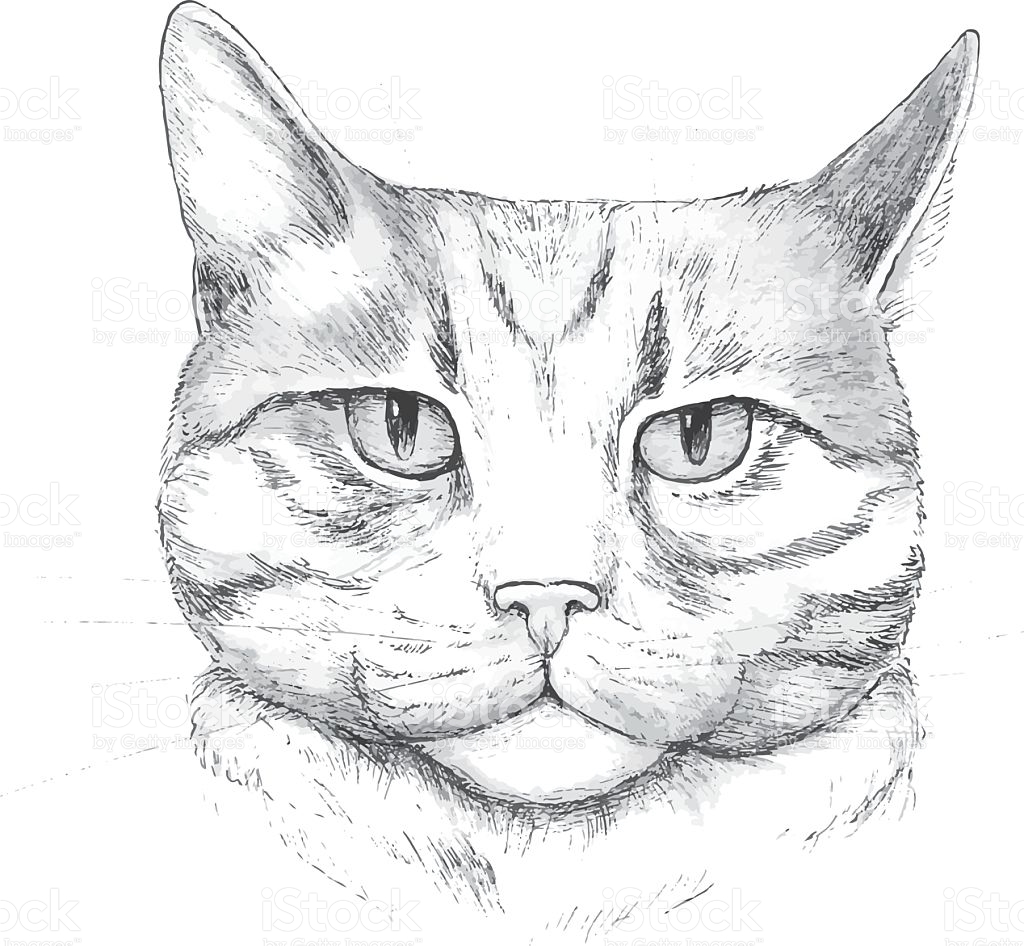 1024x946 Drawn Cat Human Face