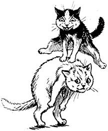 216x263 Funny Cat Face The New Image Of Fun Stuff For More Laughter