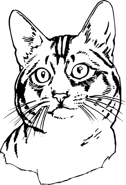 409x600 Photos Cat Face Line Drawings,