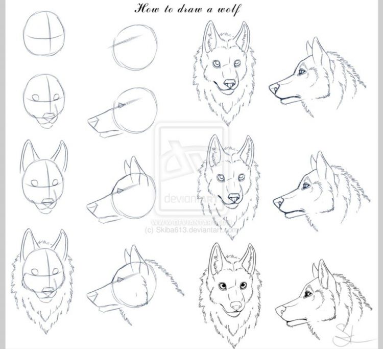 750x683 Drawing Wolf Face Drawing Tutorial Plus Wolf Face Drawing Tattoo