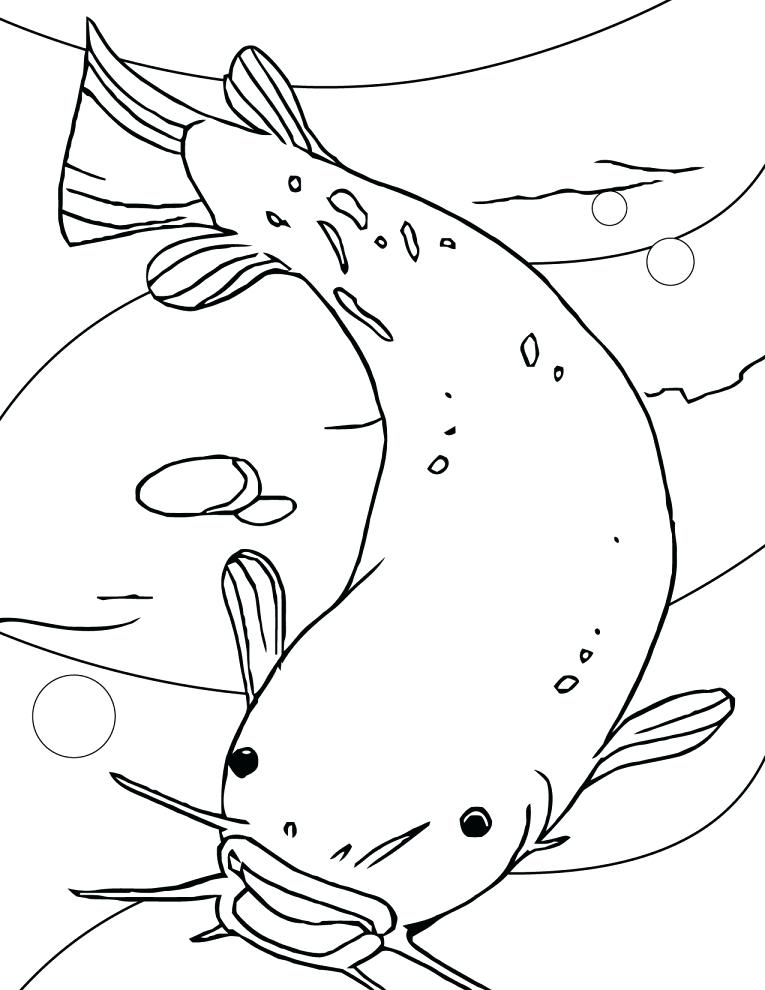 765x990 Catfish Coloring Page Coloring Page Cat Cat Coloring Pages