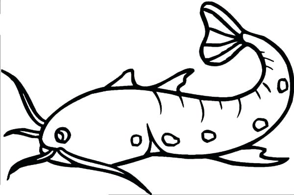 600x397 Catfish Coloring Page Hire Coloring Book Illustrator Digital