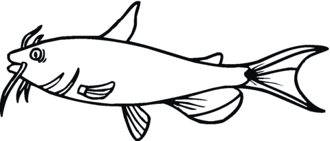480x205 Catfish 1 Coloring Page Free Printable Coloring Pages