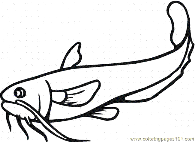 650x475 Catfish 21 Coloring Page