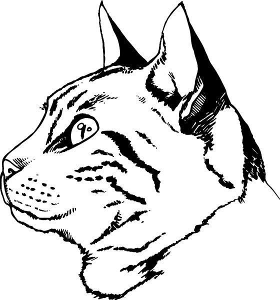 560x600 Realistic Line Drawings