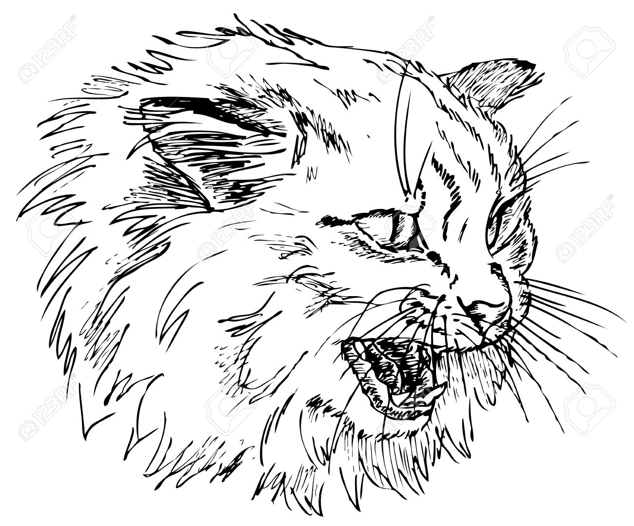1300x1080 The Head Of The Evil Cat. Sketch On White Background Royalty Free