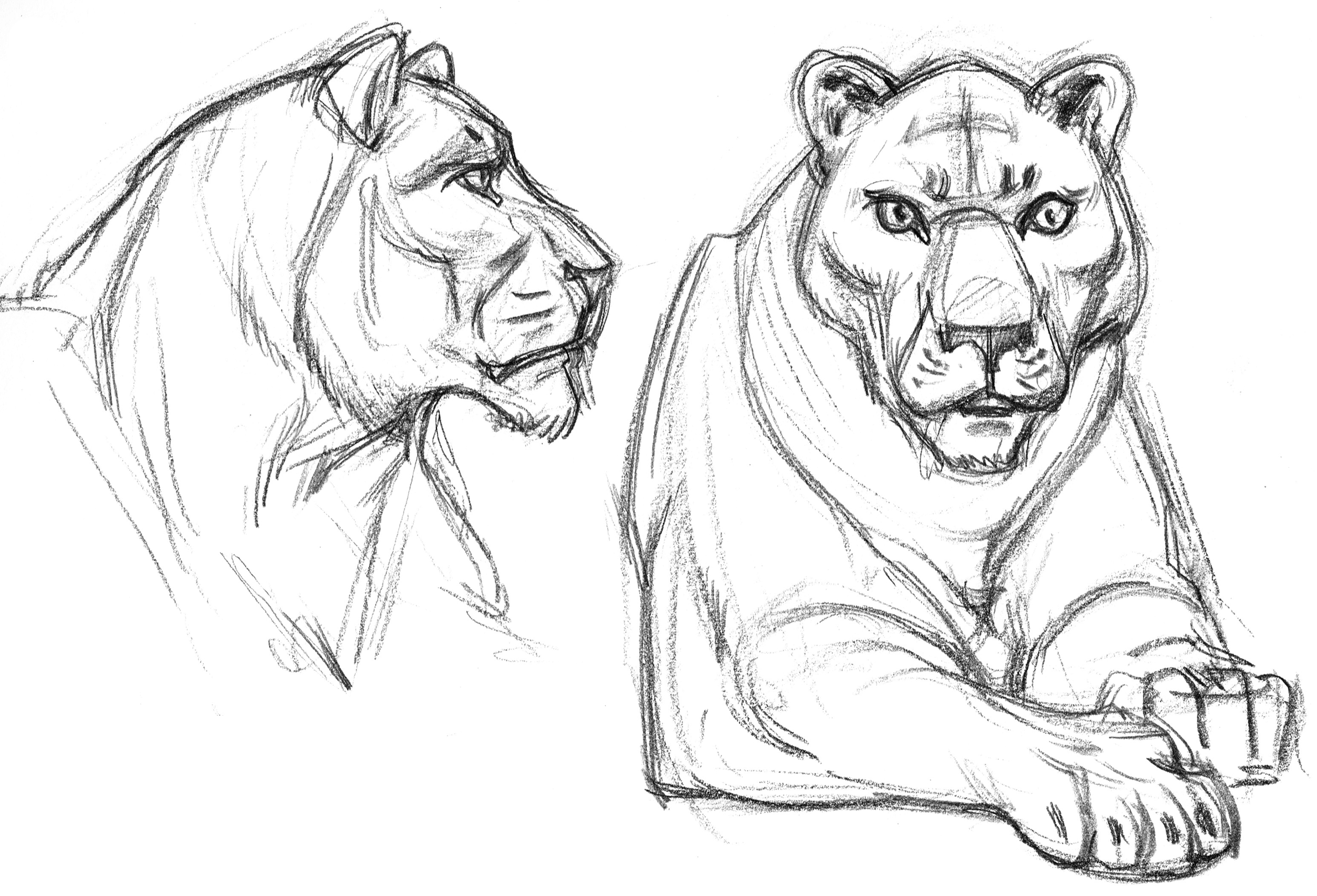 3091x2103 Garygeraths Animal Drawing