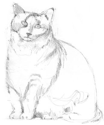 Cat Head Drawing Tutorial