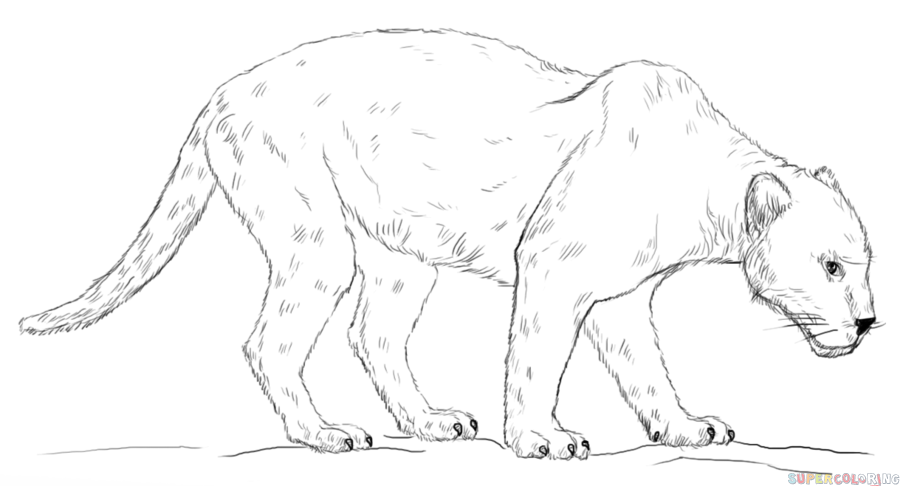 900x486 Drawn Cougar Black Panther