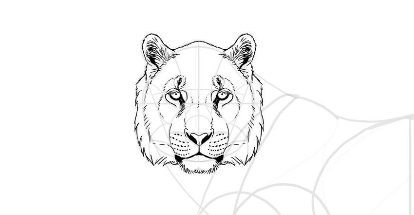 850x441 How To Draw A Tiger