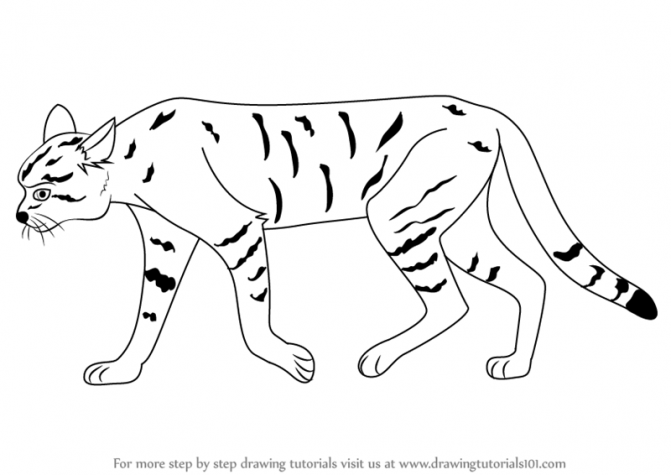 671x475 Coloring Pages How To Draw Wild Cats How To Draw Wild Cats Step