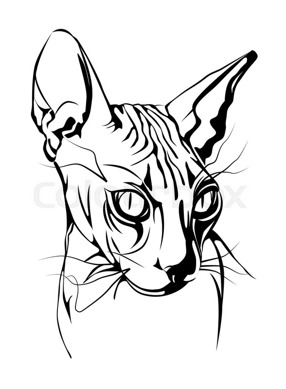 588x800 Black White Graphic Portrait Of The Canadian Sphinx Cat. Design