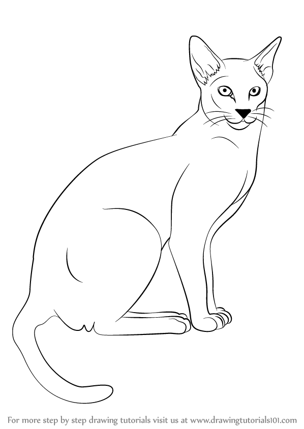 598x844 Learn How To Draw A Siamese Cat (Cats) Step By Step Drawing