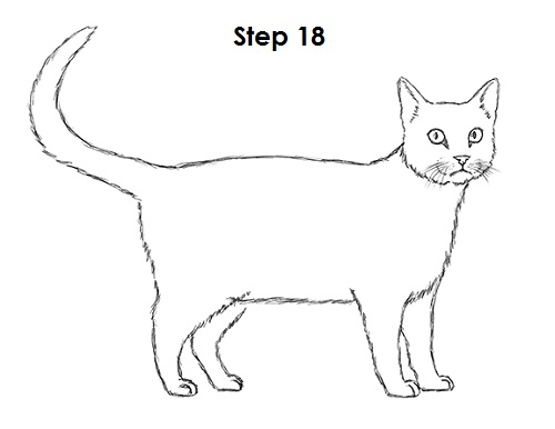 500x386 How To Draw A Cat (Tabby)