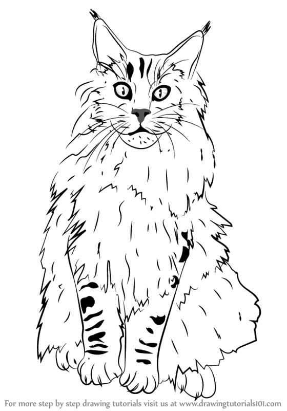 560x800 Learn How To Draw A Maine Coon (Cats) Step By Step Drawing Tutorials