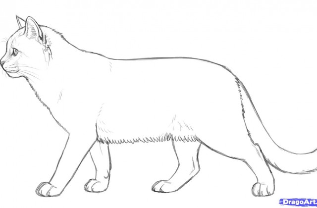 640x420 Drawn Cat Outline Drawing