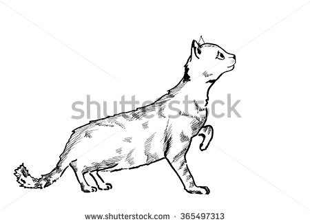 450x326 Ink Drawing Of A Cat Beer Chalk Board