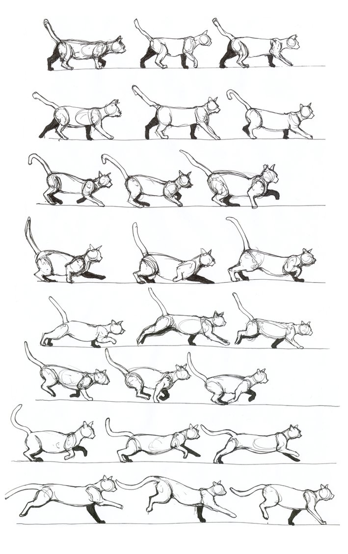 709x1127 Cat Walking Changing To Gallop By Renegadestudios