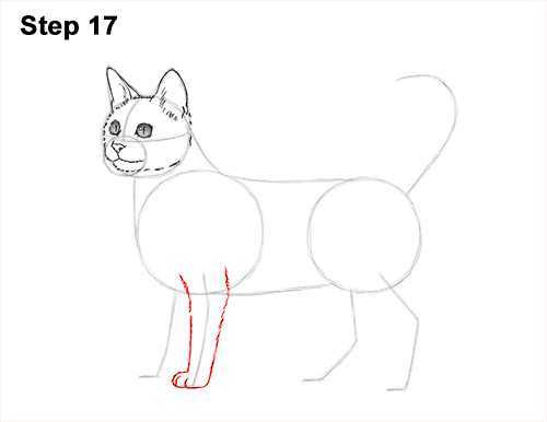 500x386 How To Draw A Cat (Bengal)