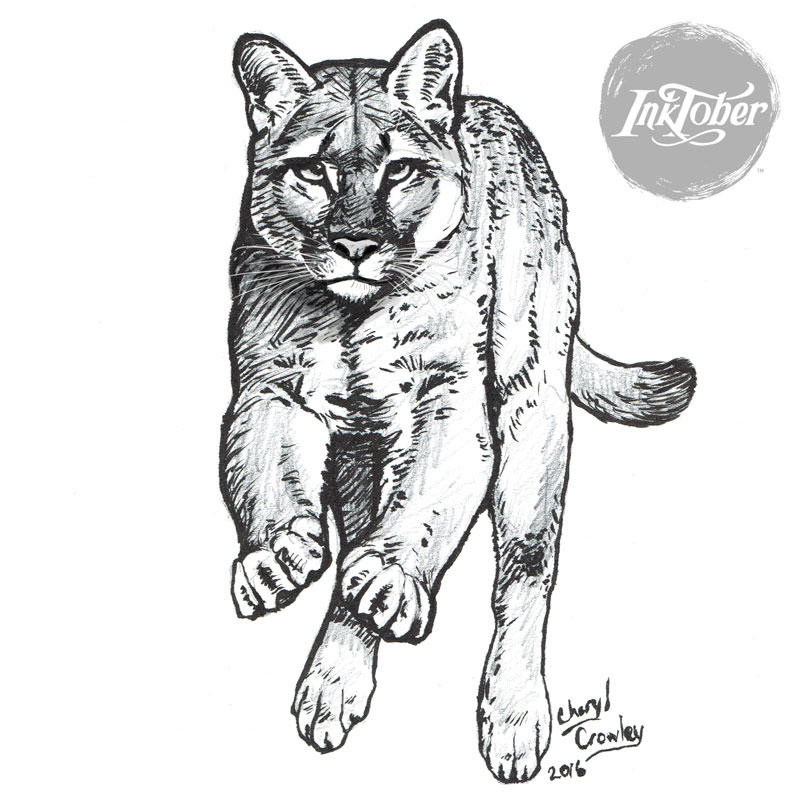 800x800 Inktober Day 10 Jumping Cougar By Silvercrossfox