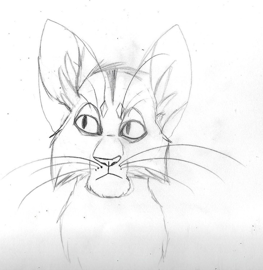 882x906 Cat Headshot By Xskulleh