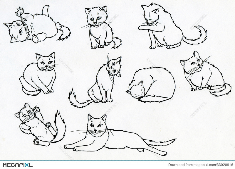 800x578 Set Of Ink Drawn Cats Illustration 33020916