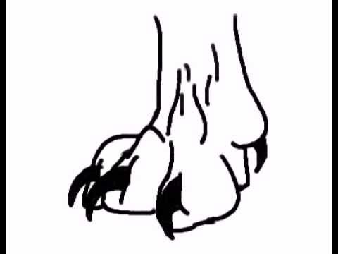 480x360 Sheathing Cat Claw