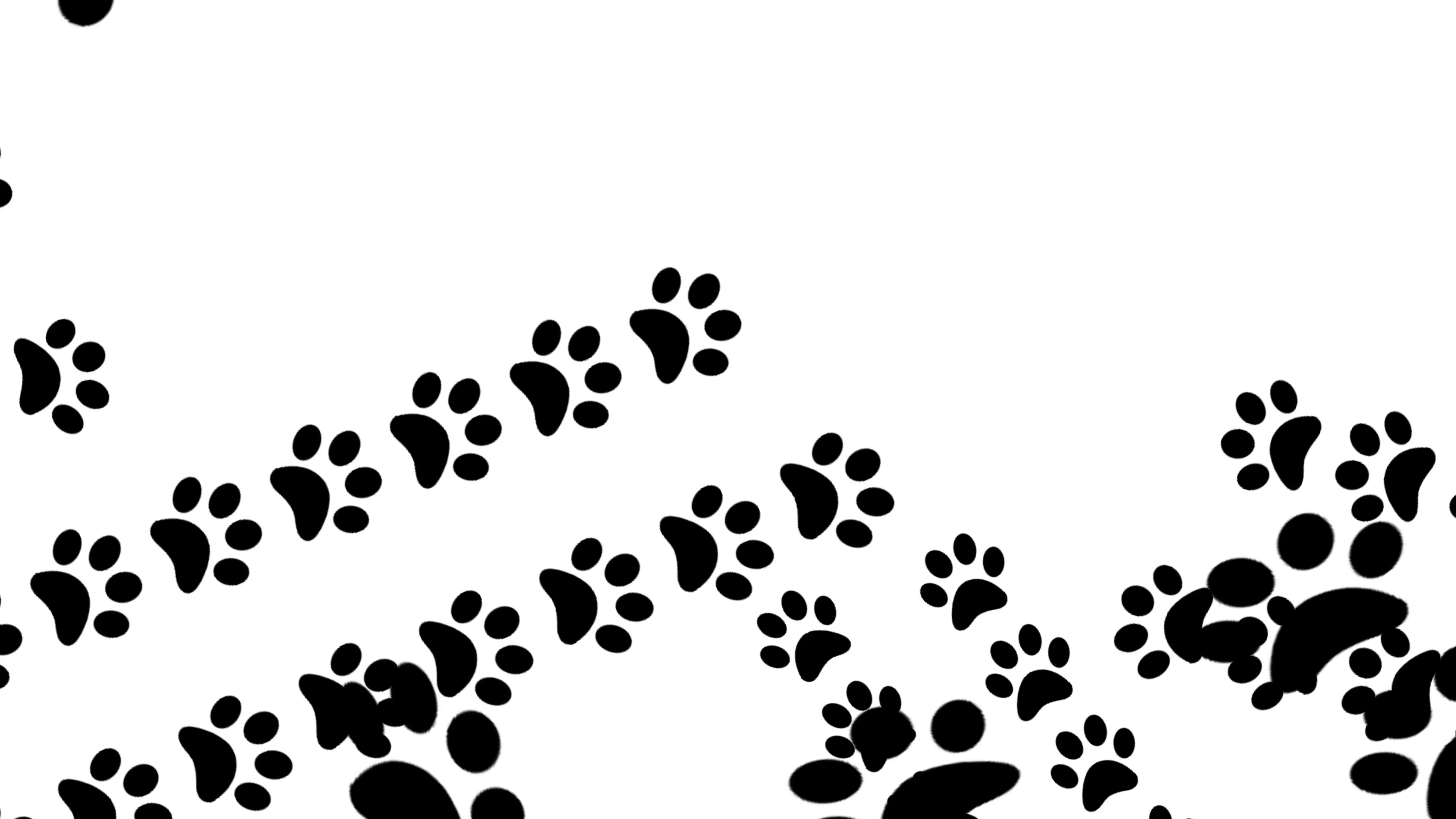 3840x2160 Paw Prints Animal Feet Foot Footprints Pawprints Dog Cat