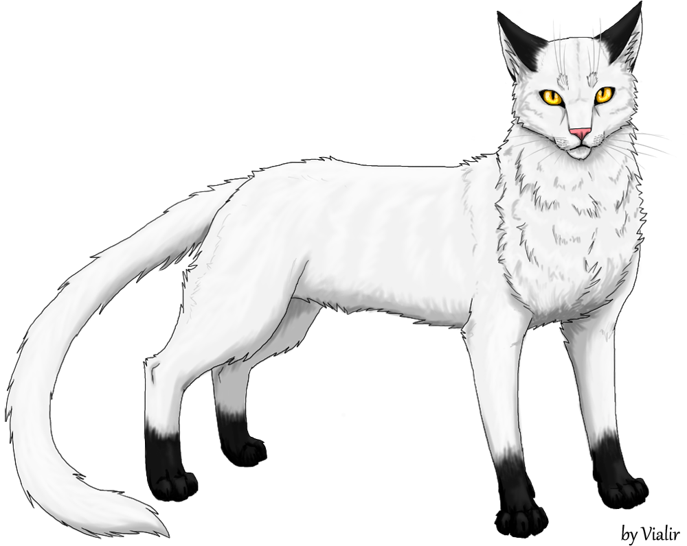 1000x796 Blackstar Reddy Wiki Fandom Powered By Wikia