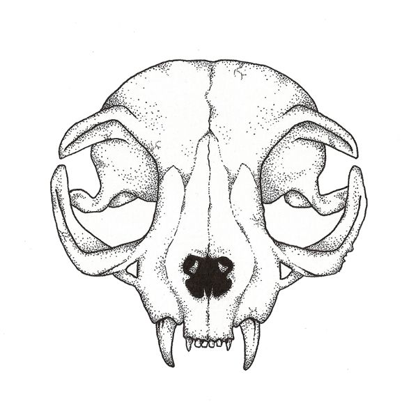 600x600 Drawn Skull Cat