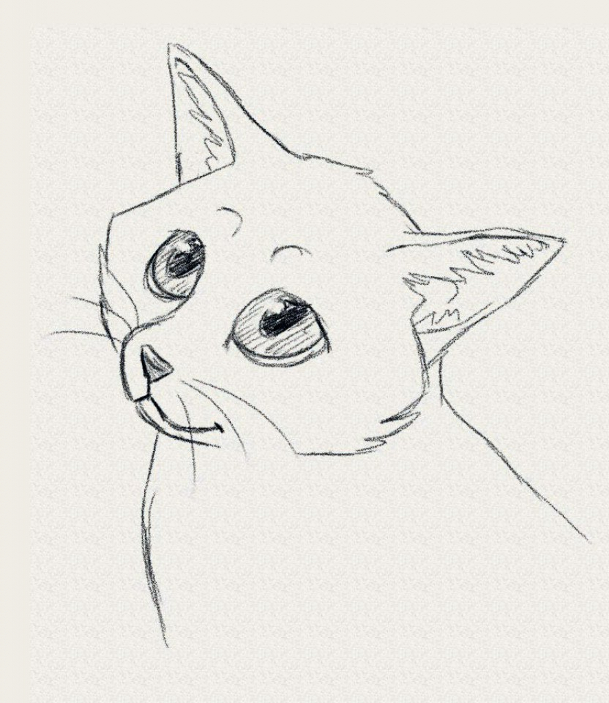 887x1024 How To Draw A Baby Cat How To Draw A Cat Face In Pencil Drawing