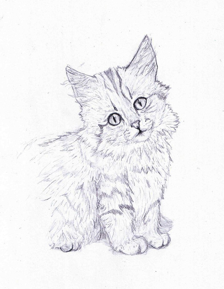 787x1015 Norwegian Forest Cat Pencil Drawing By Themasterofsuicide