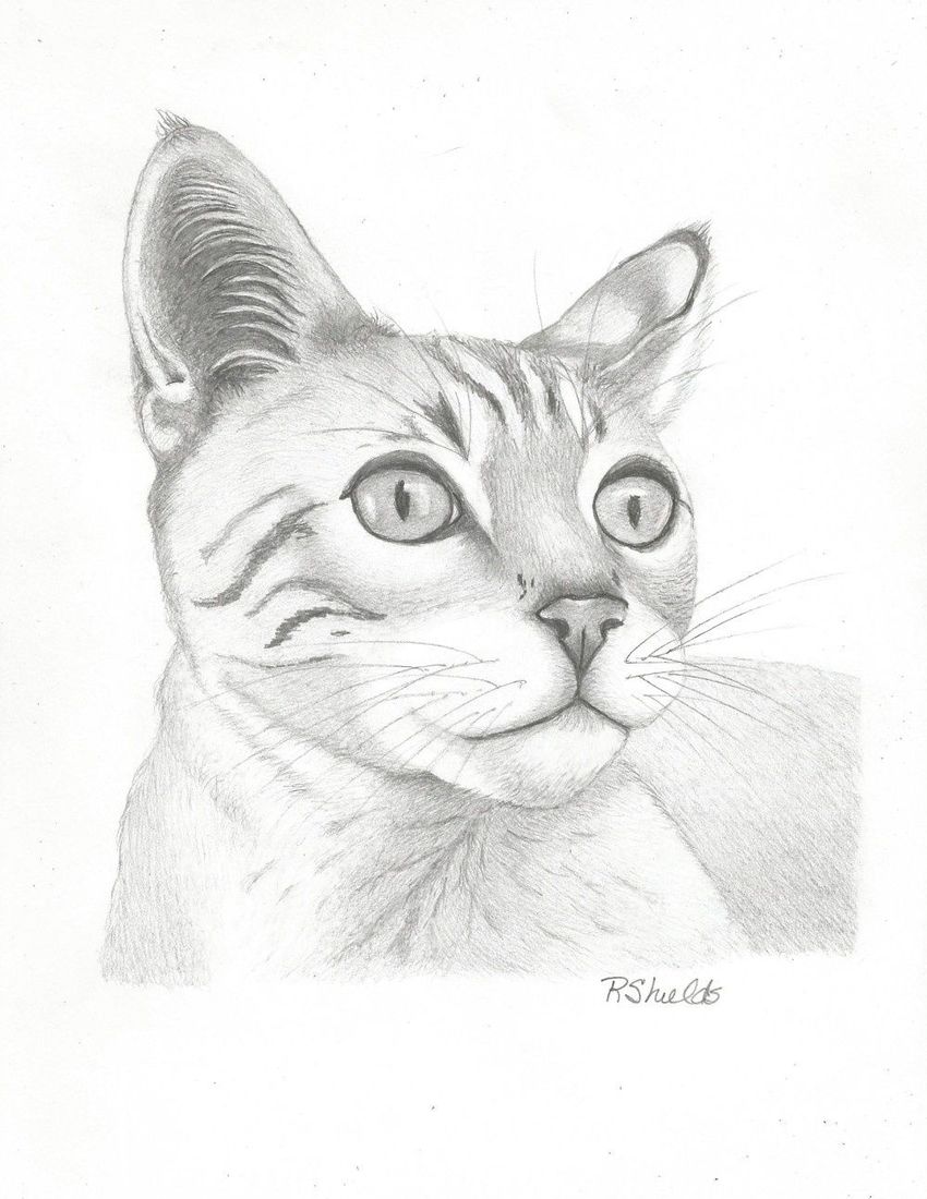 850x1100 Paper Art By Robin Shields Realism, Animals,nature,portrait