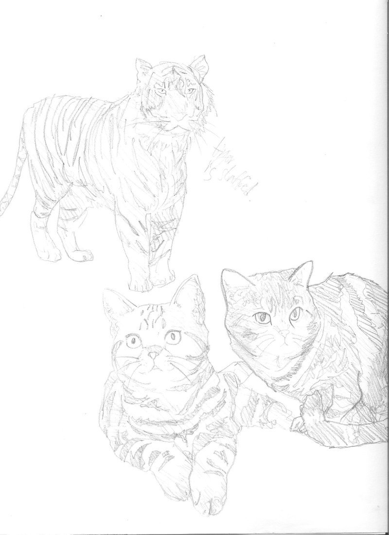800x1100 Quick Cat Pencil Sketch By Mangotard