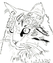 203x240 Cat Colored Pencil Project Kit