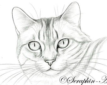 340x270 Cat Pencil Drawing Etsy