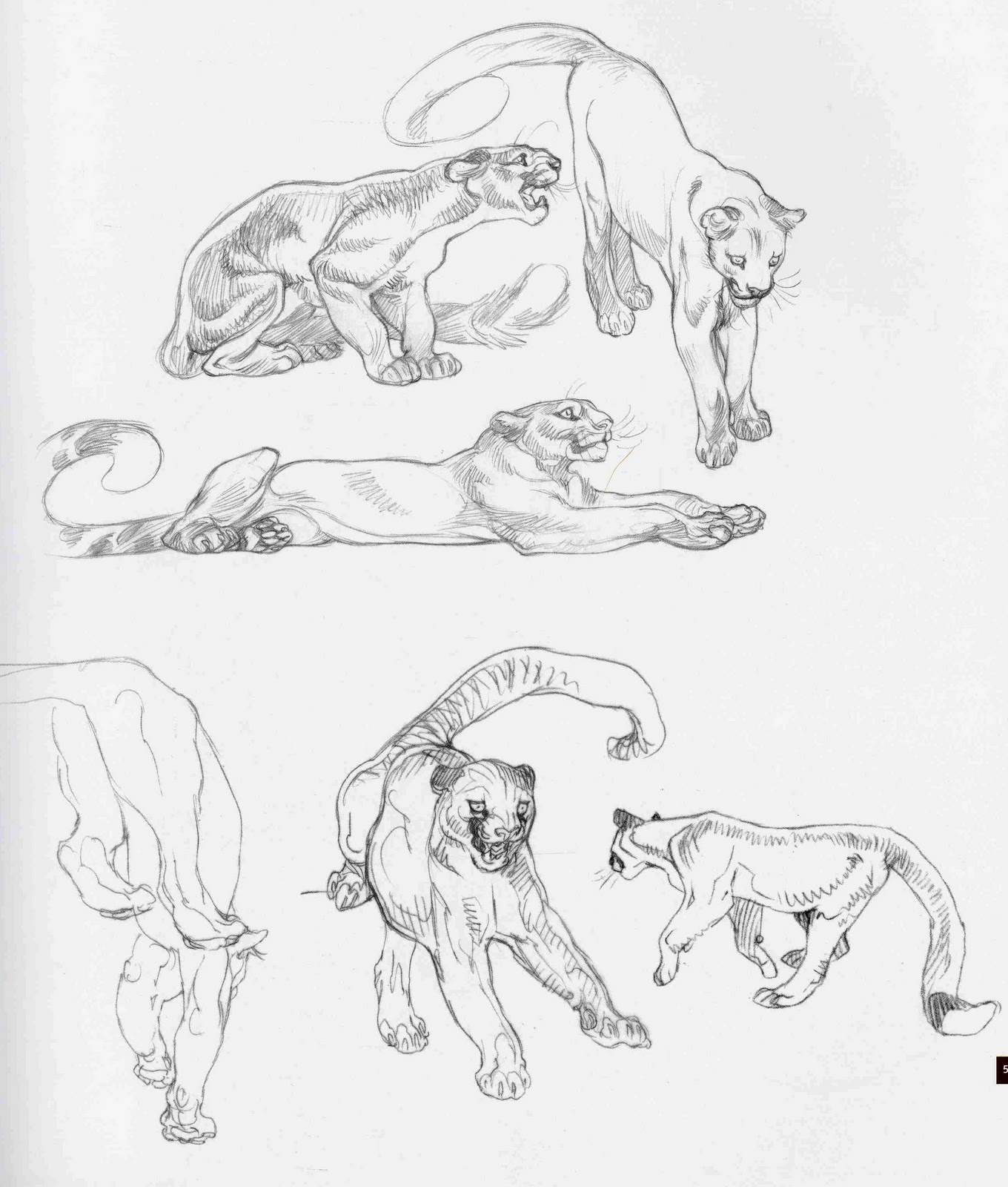 1360x1600 Character And Creature Design Notes Claire Wendling's Cats