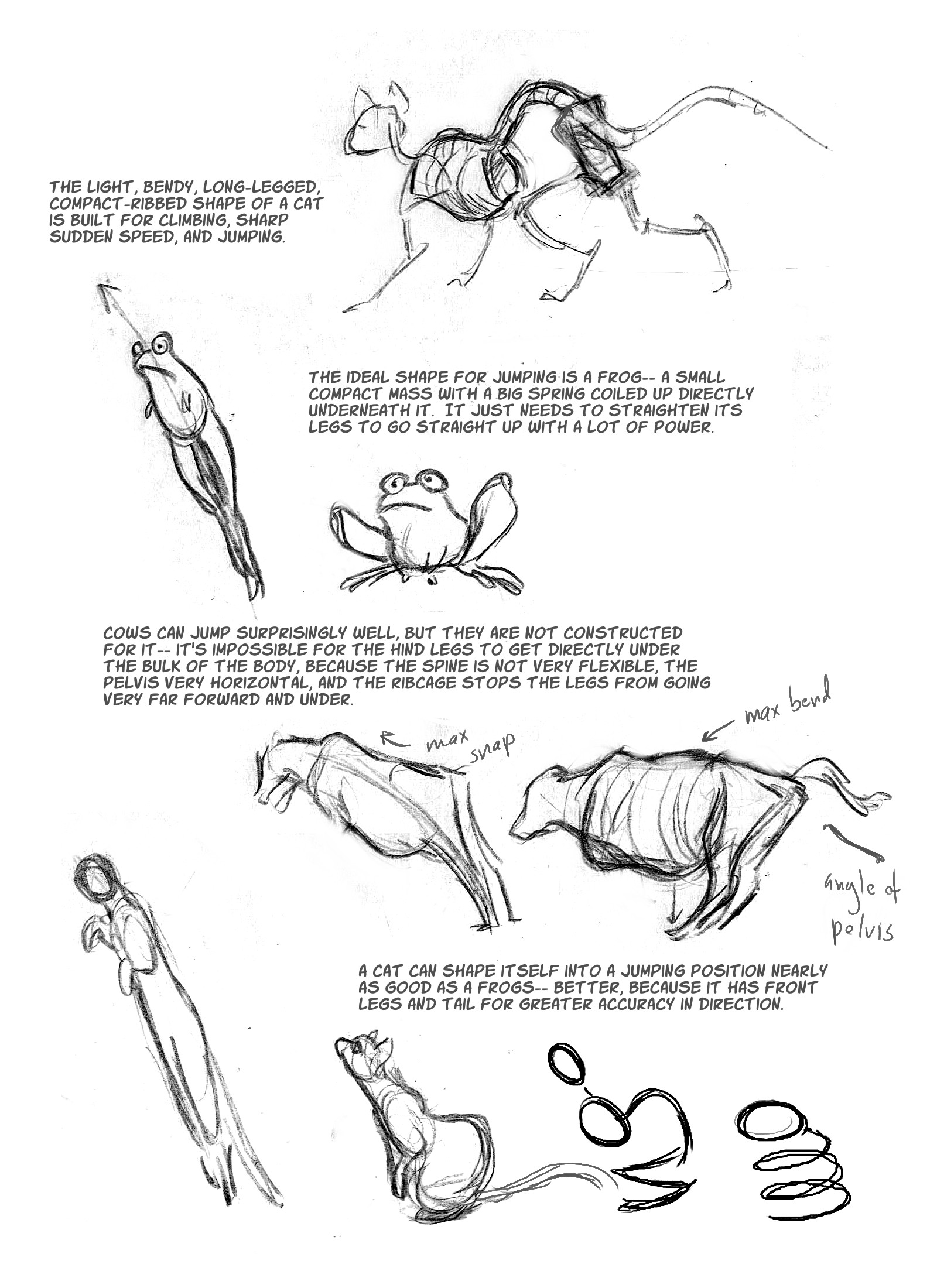 1600x2200 Cat Anatomy The Spine