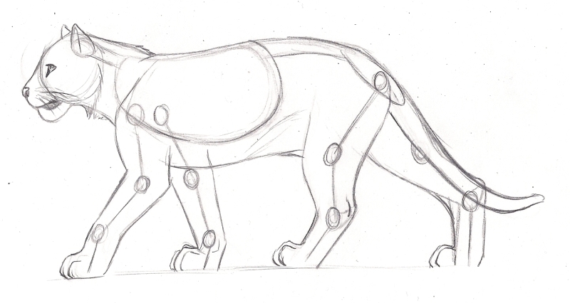 800x426 Feline Anatomy Study