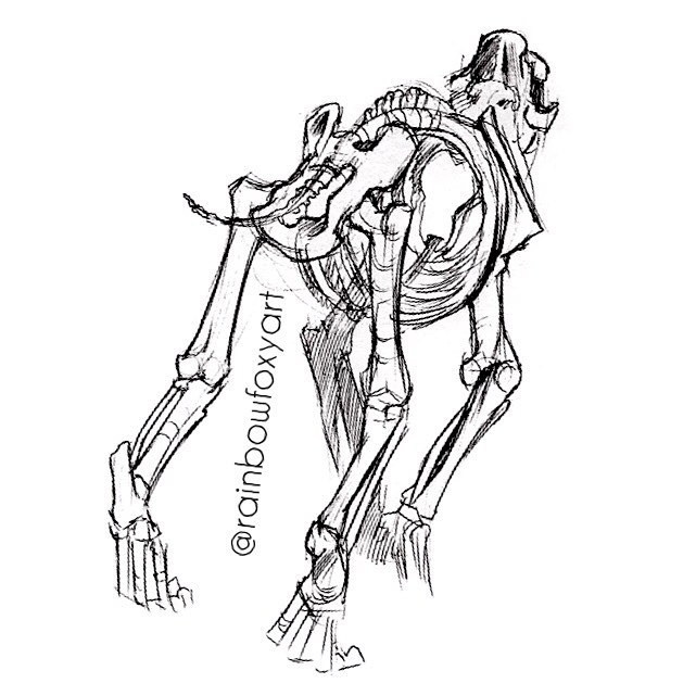 641x641 Skeleton