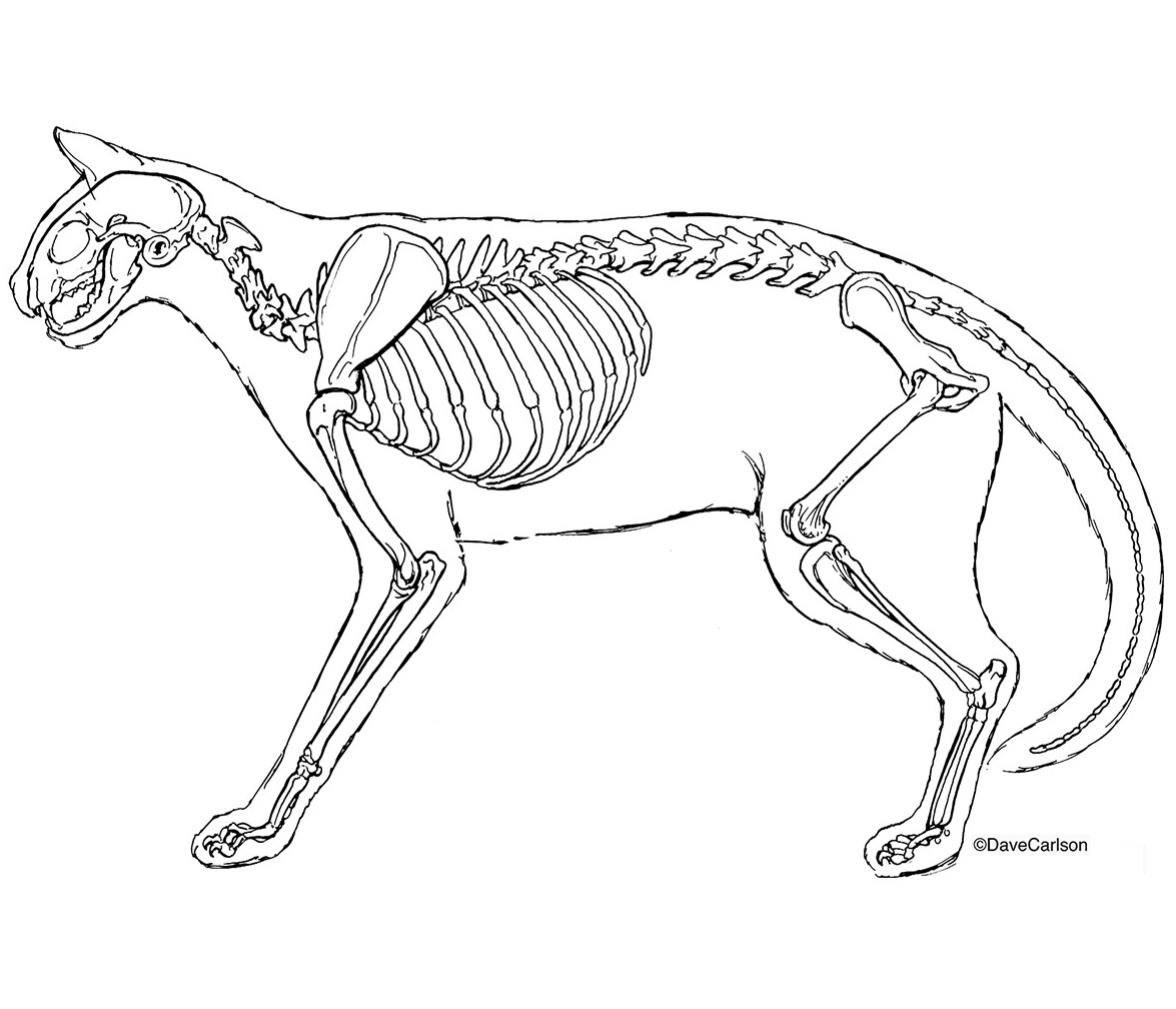 1175x1008 Cat Skeleton