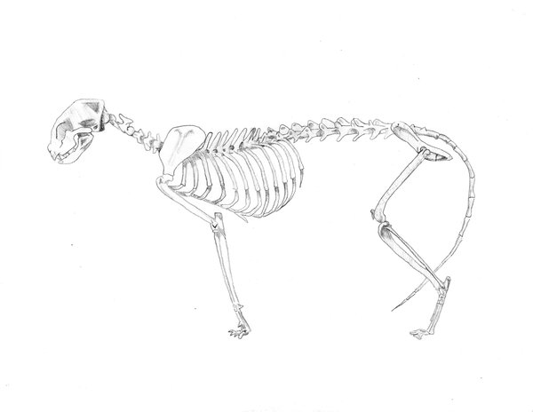 600x464 Cat Skeleton Study By Nefepants