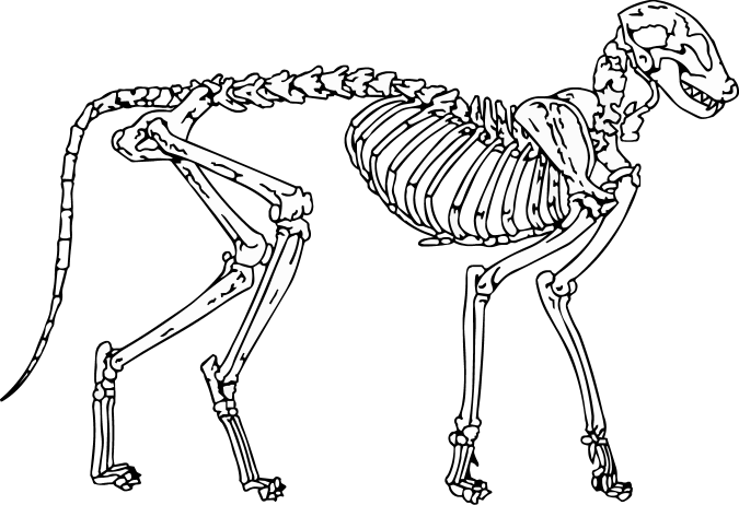 675x462 Cat Skeleton Wip By Singularitycomplex