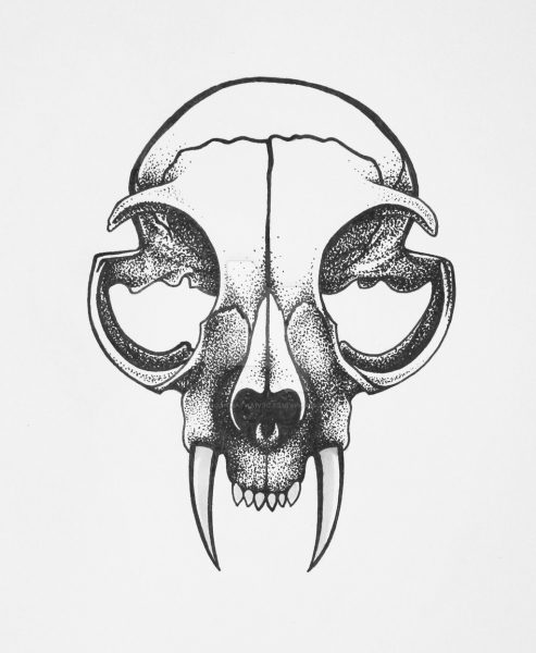 Cat Skull Drawing